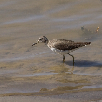Migrația de toamnă